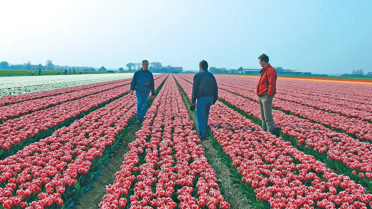 Straight from Holland’s Finest Fields
