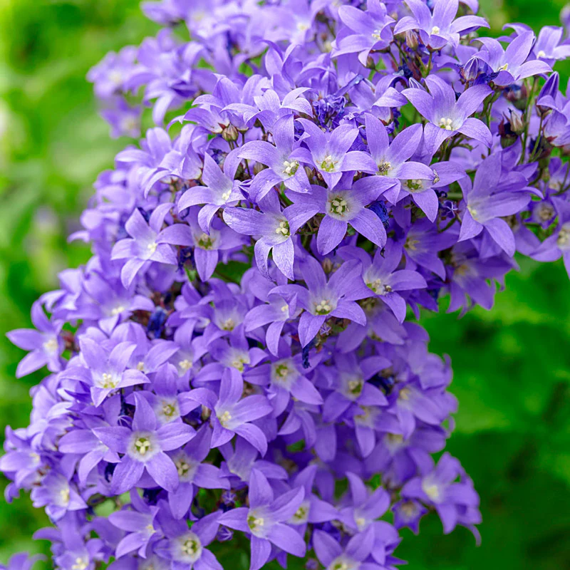 New for Spring Planting