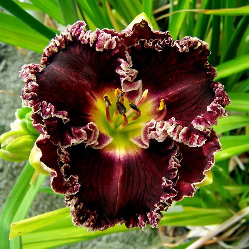 The Best Plants for Zone 5