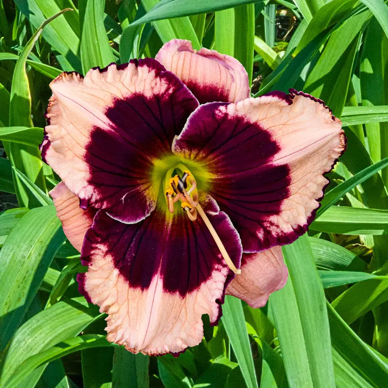 The Best Plants for Zone 6