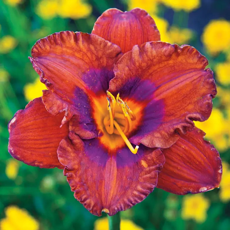 The Best Plants for Zone 4