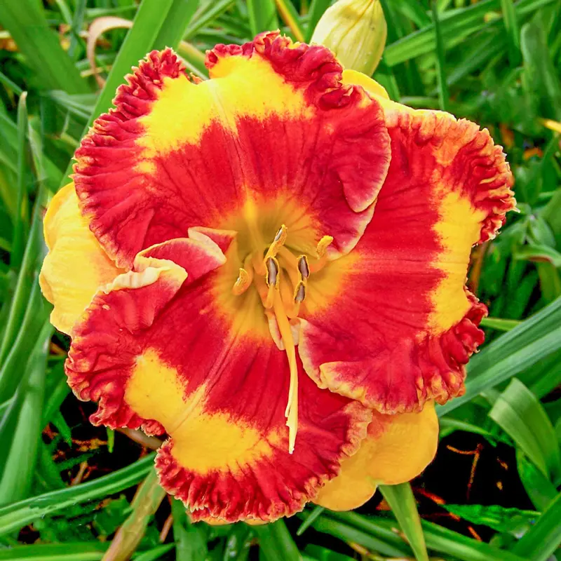 The Best Plants for Zone 3